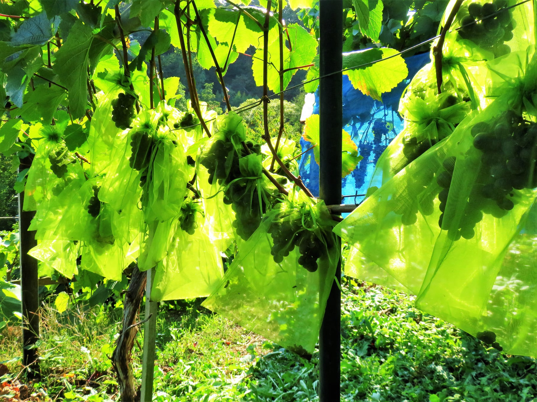 Fotoquelle: Geschichtsverein Weilburg/Matthias Knaust